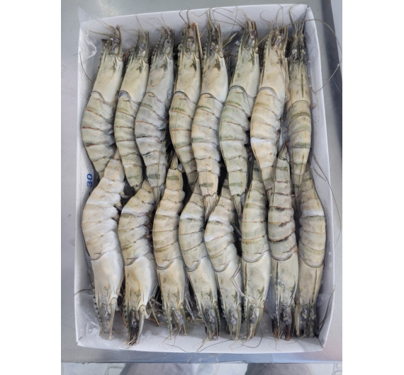 TÔM SÚ NGUYÊN CON ĐÔNG LẠNH